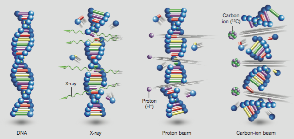 방사선의 종류에 따른 DNA 절단 차이